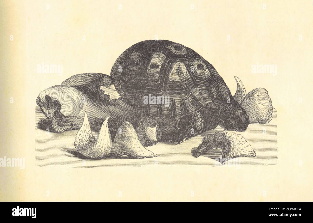 Antique illustration of a turtle. Published in Le livre de cuisine, par Jules Goufe, Librarie Hachette et Cie (Paris, 1874). Stock Photo
