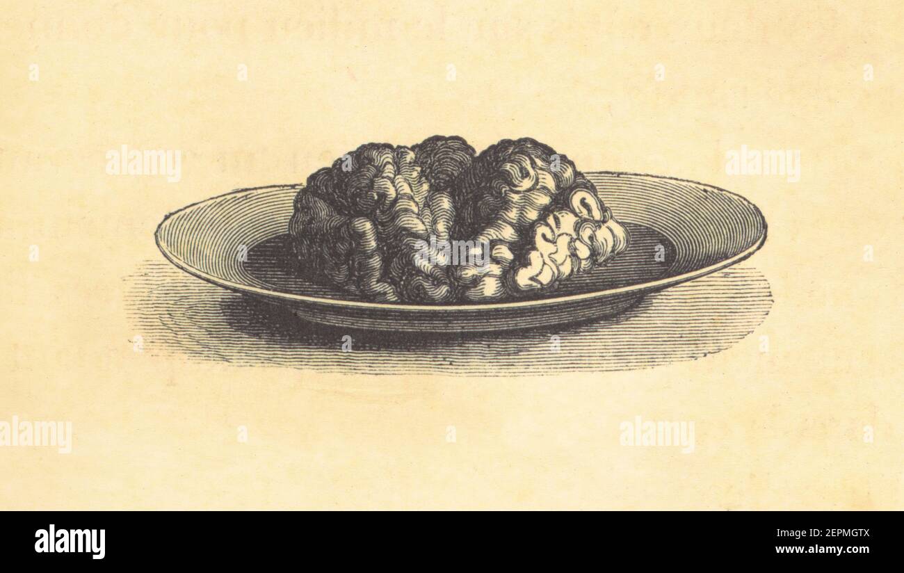 Antique illustration of veal brain. Published in Le livre de cuisine, par Jules Goufe, Librarie Hachette et Cie (Paris, 1874). Stock Photo