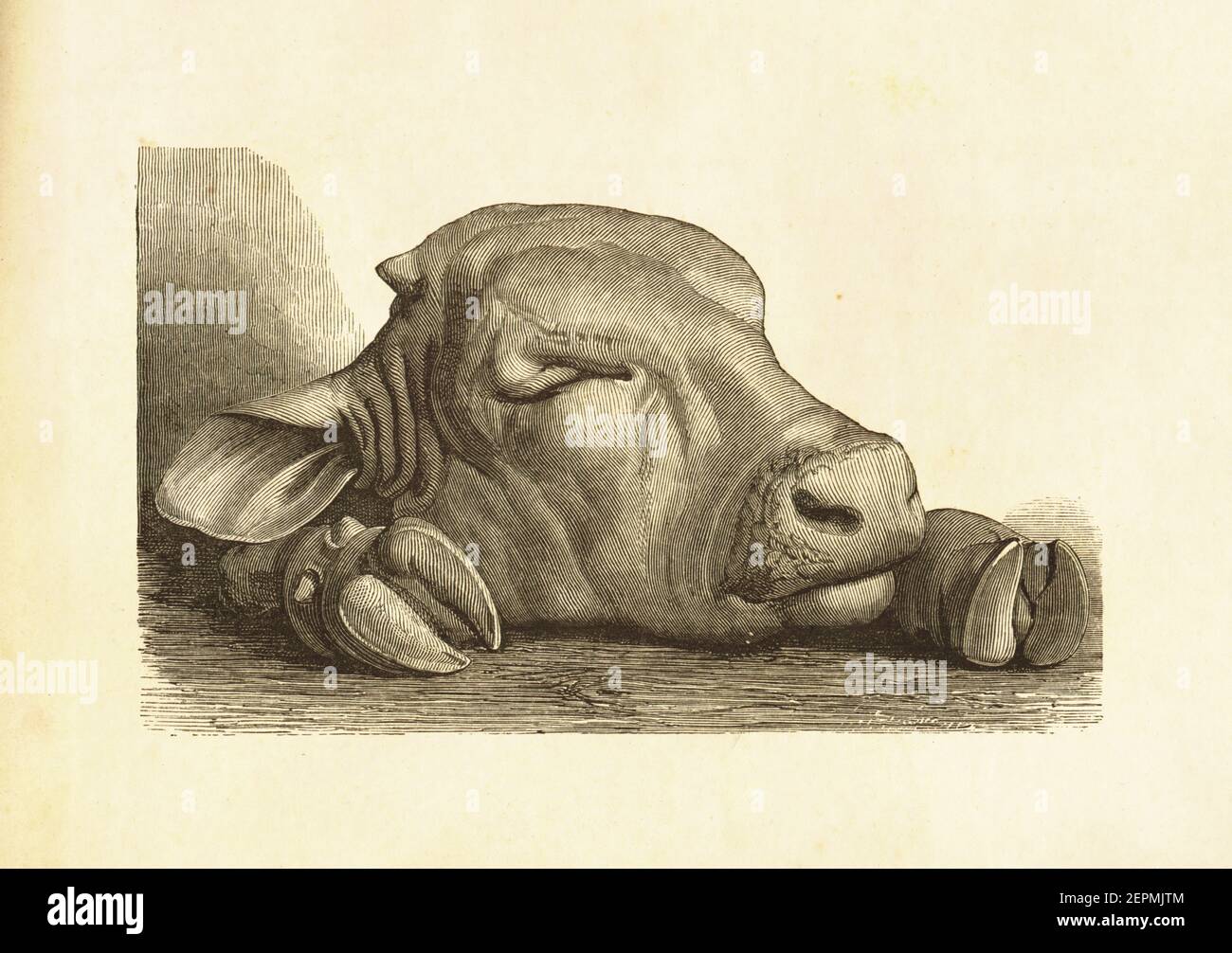 Antique illustration of calf head and hoofs. Published in Le livre de cuisine, par Jules Goufe, Librarie Hachette et Cie (Paris, 1874). Stock Photo