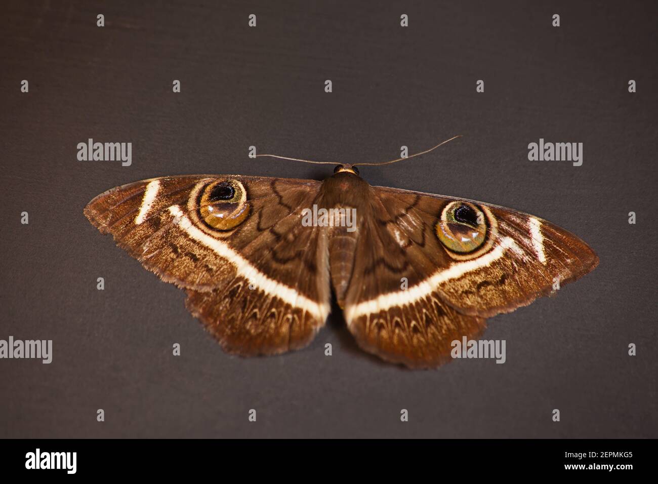 Cream-Striped Owl Moth Cyligramma latona 13204 Stock Photo