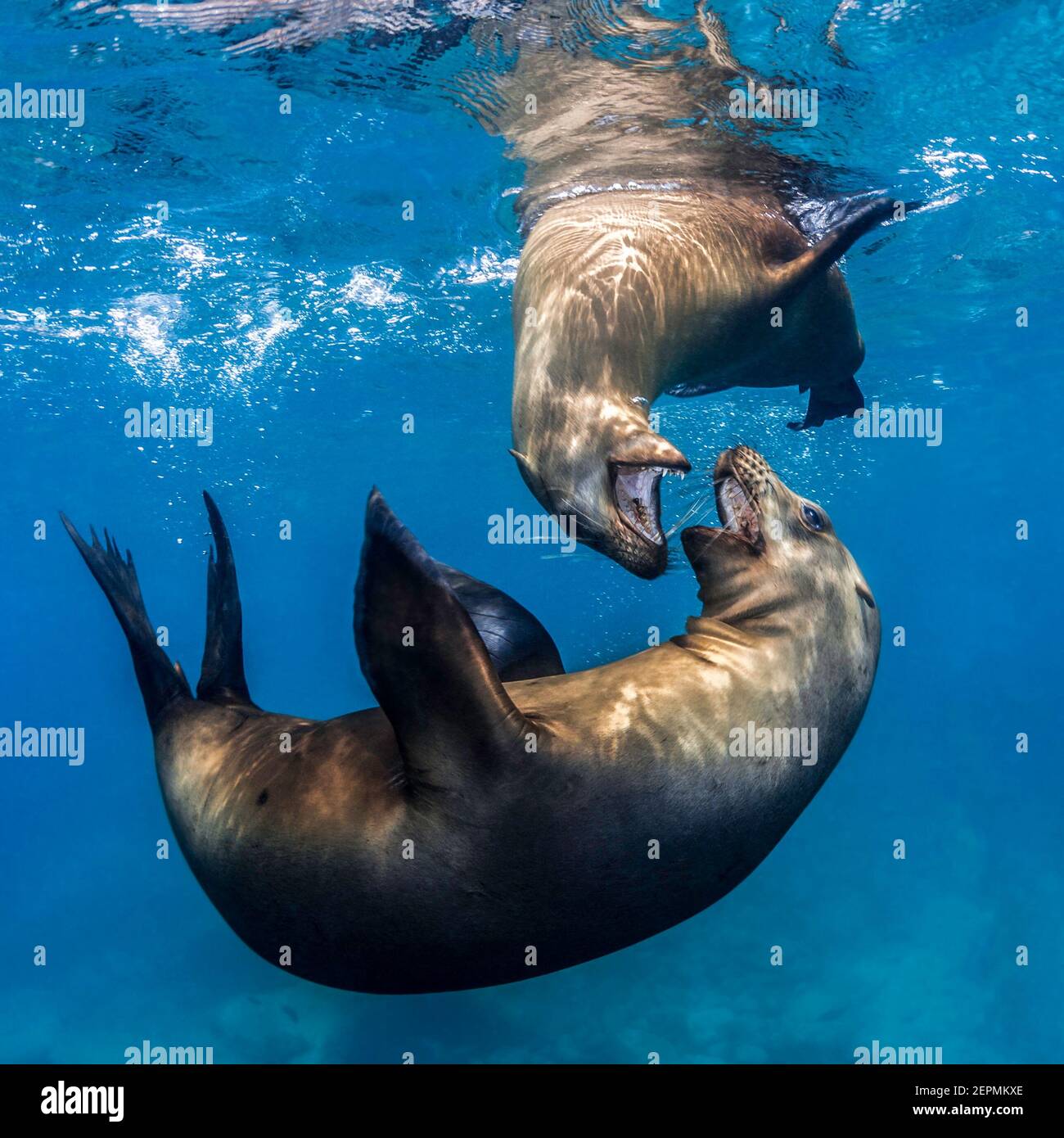 California Sea Lions play fighting at Los Islotes, La Paz, Baja California Sur, Mexico Stock Photo