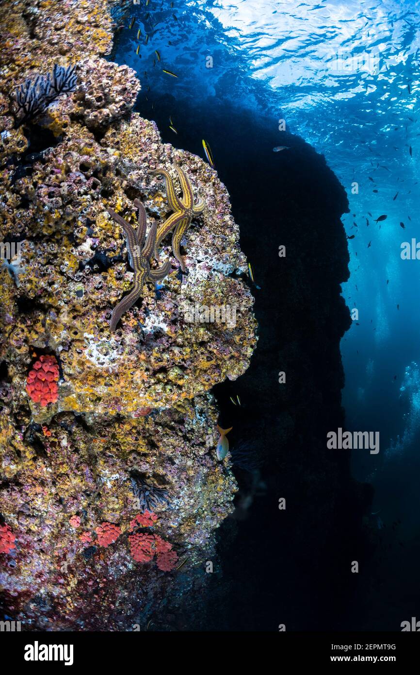 Reef Scene of Los Islotes, La Paz, Baja California Sur, Mexico Stock Photo