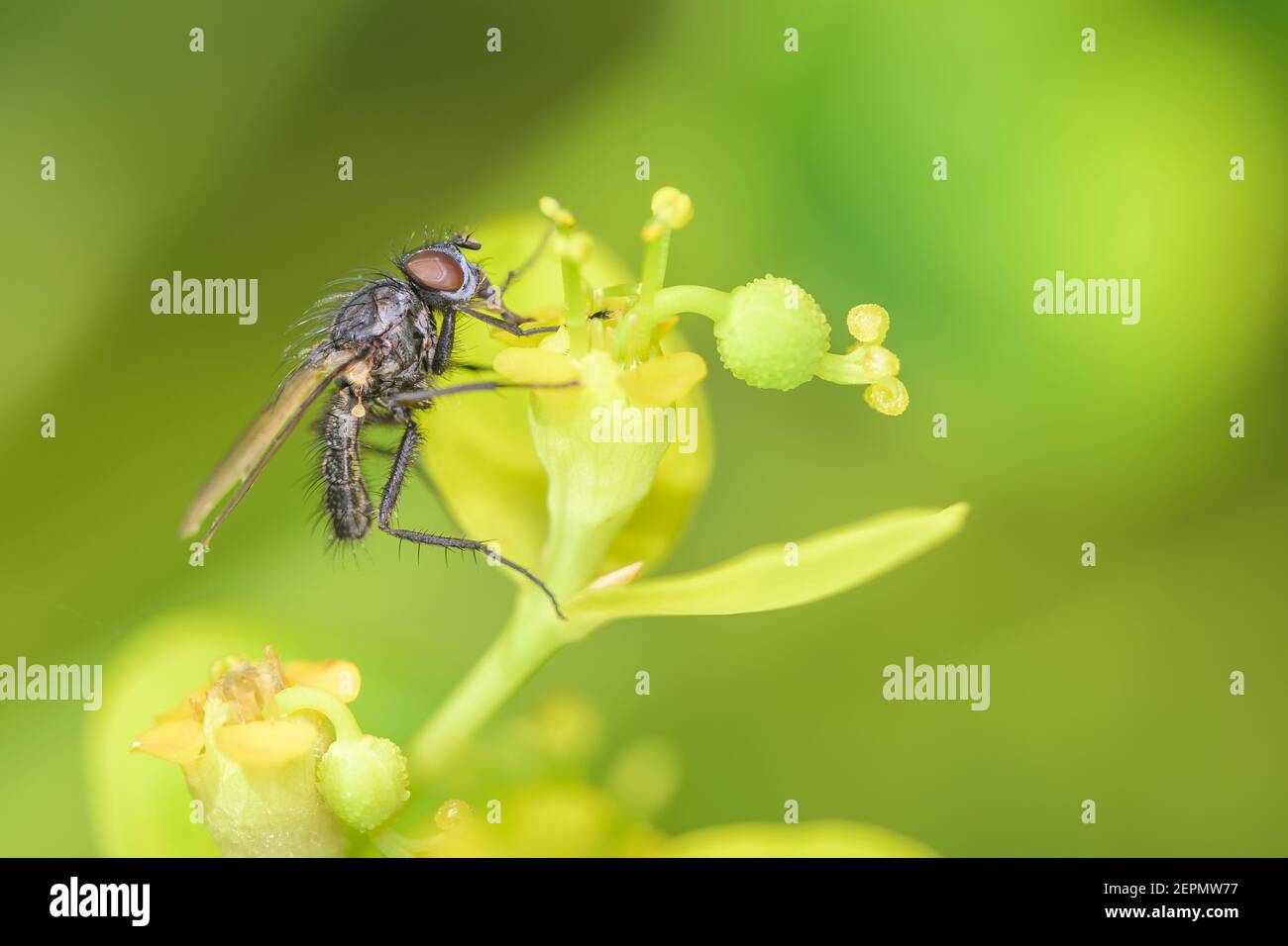 Delia radicum - the cabbage root fly, cabbage fly, root fly or turnip fly,  is a cosmopolitan pest of crops, resting on marsh spurge - Euphorbia palus Stock Photo