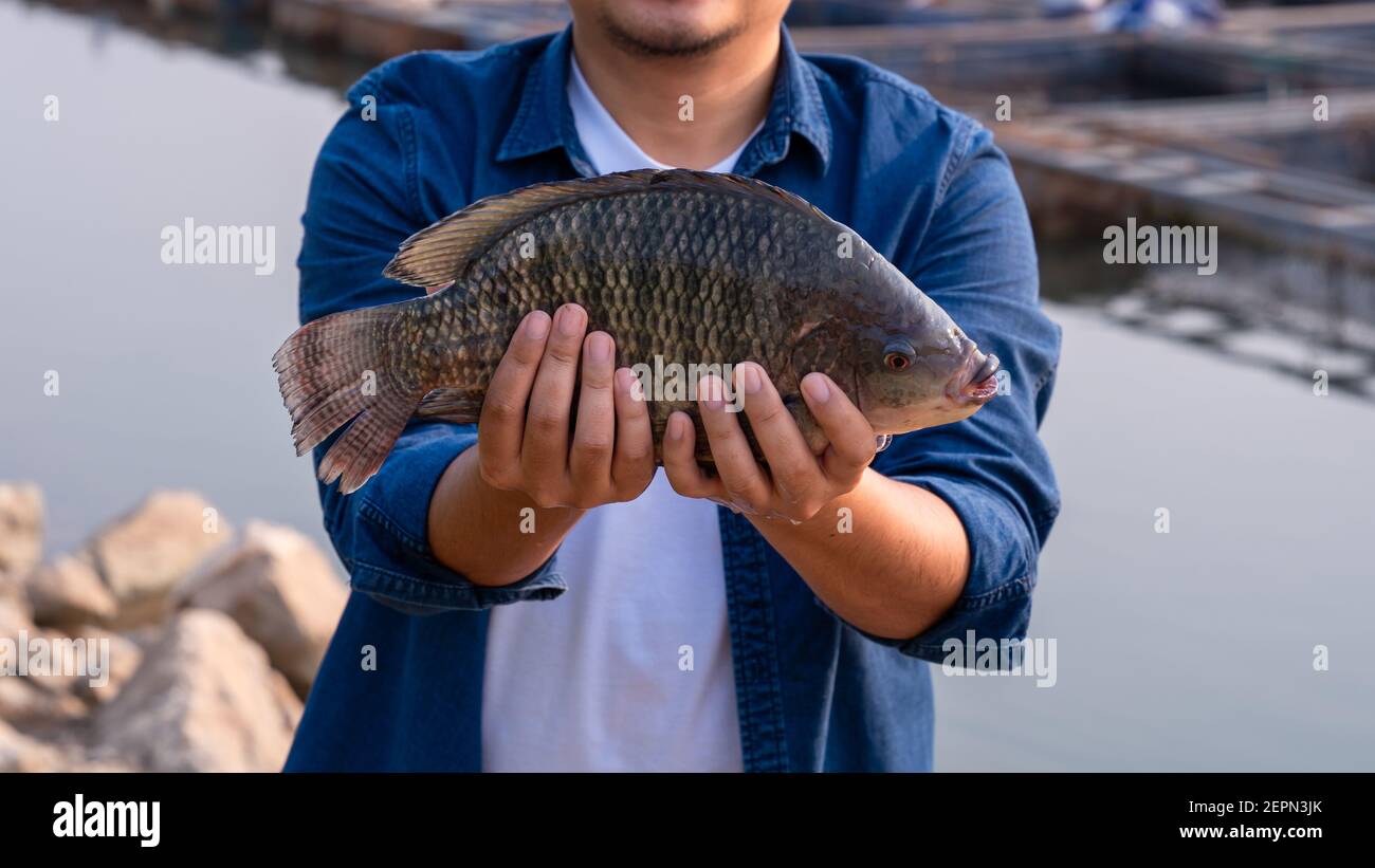 Close up fisherman holding big tilapia fish, freshwater fish that was raised in ponds and cages. Stock Photo