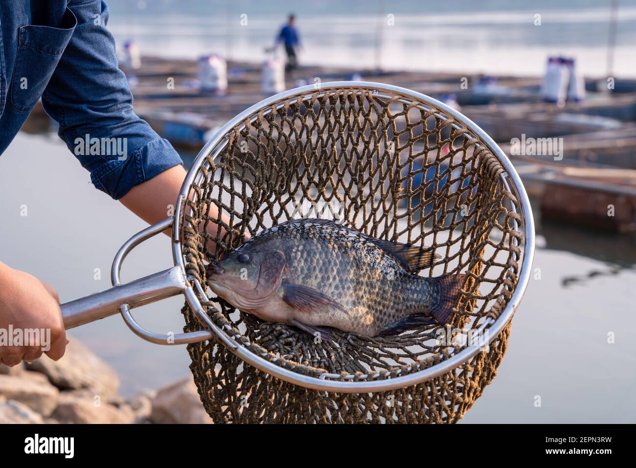 Close up fisherman catch tilapia fish, freshwater fish that was raised in ponds and cages. Stock Photo