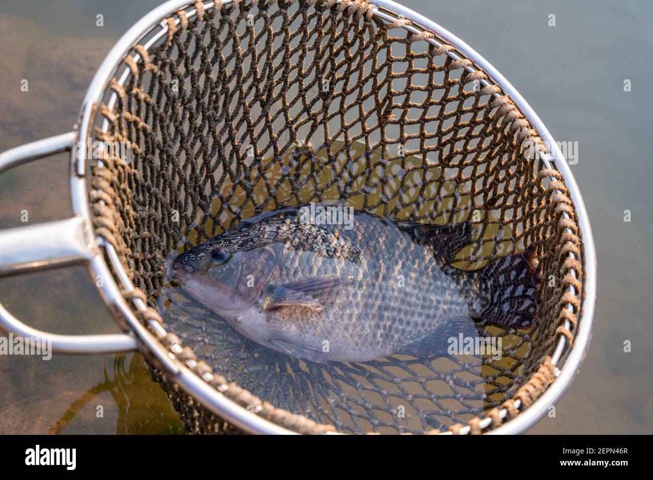 Close up fisherman catch tilapia fish, freshwater fish that was raised in ponds and cages. Stock Photo