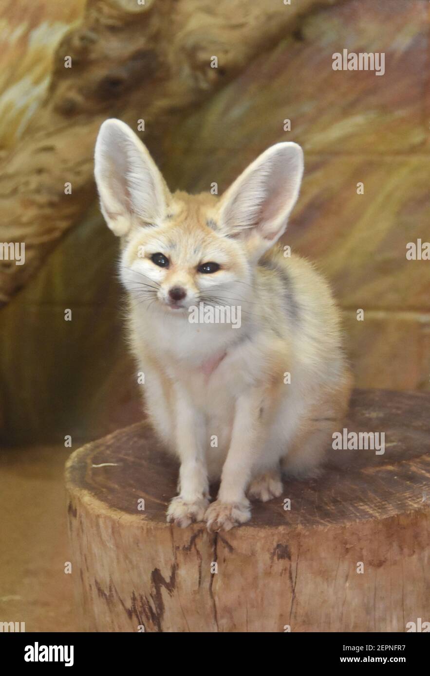 Page 2 Los Angeles Zoo High Resolution Stock Photography And Images Alamy