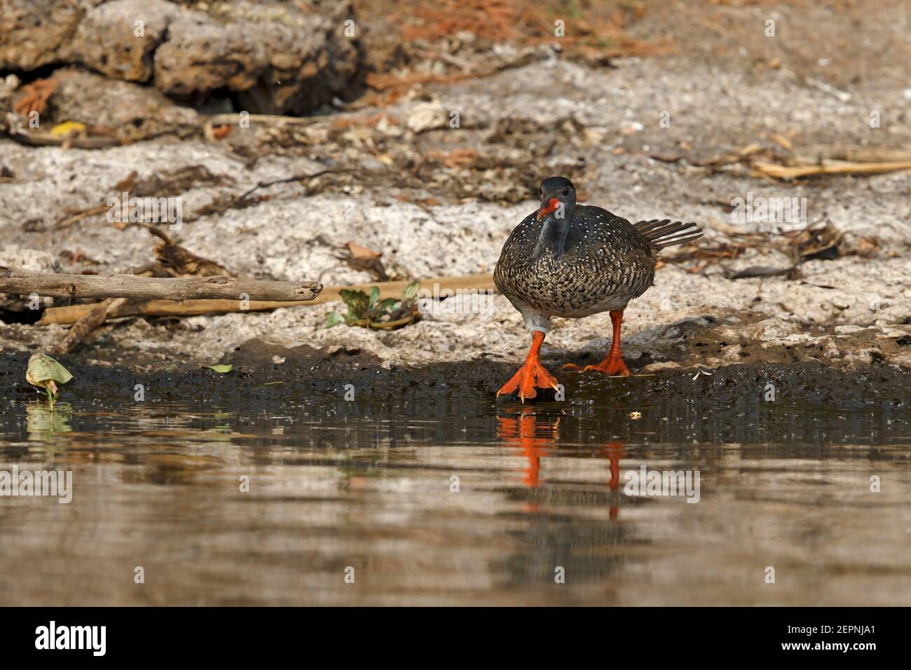 African finfoot, Lake Mburo, Uganda, July 2016 Stock Photo