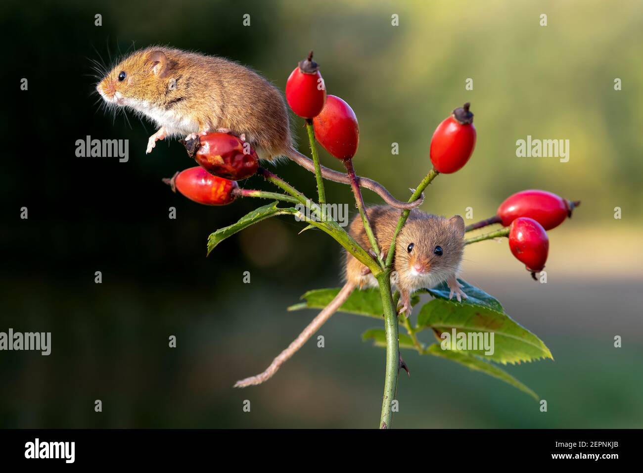 Harvest mice (Micromys minutus) on rose hips, Holt, Dorset, UK Stock Photo