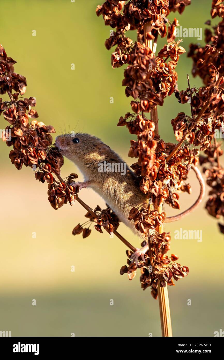 Harvest mouse (Micromys minutus) on common sorrel, Holt, Dorset, UK Stock Photo