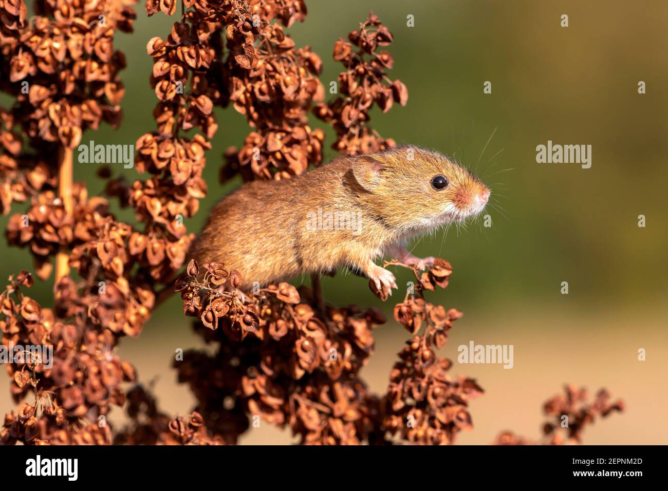 Harvest mouse (Micromys minutus) on common sorrel, Holt, Dorset, UK Stock Photo