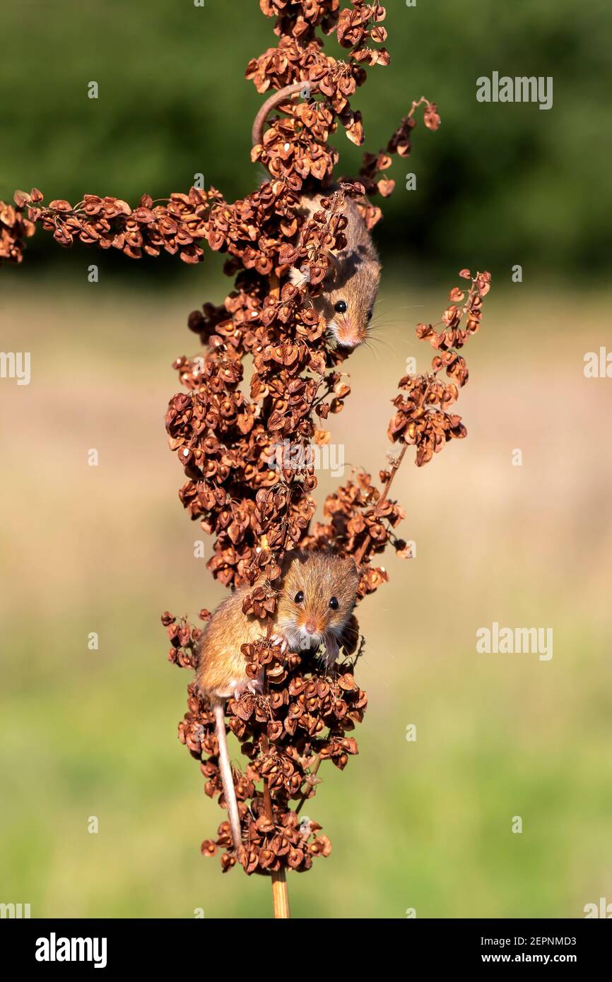 Harvest mice (Micromys minutus) on common sorrel, Holt, Dorset, UK Stock Photo