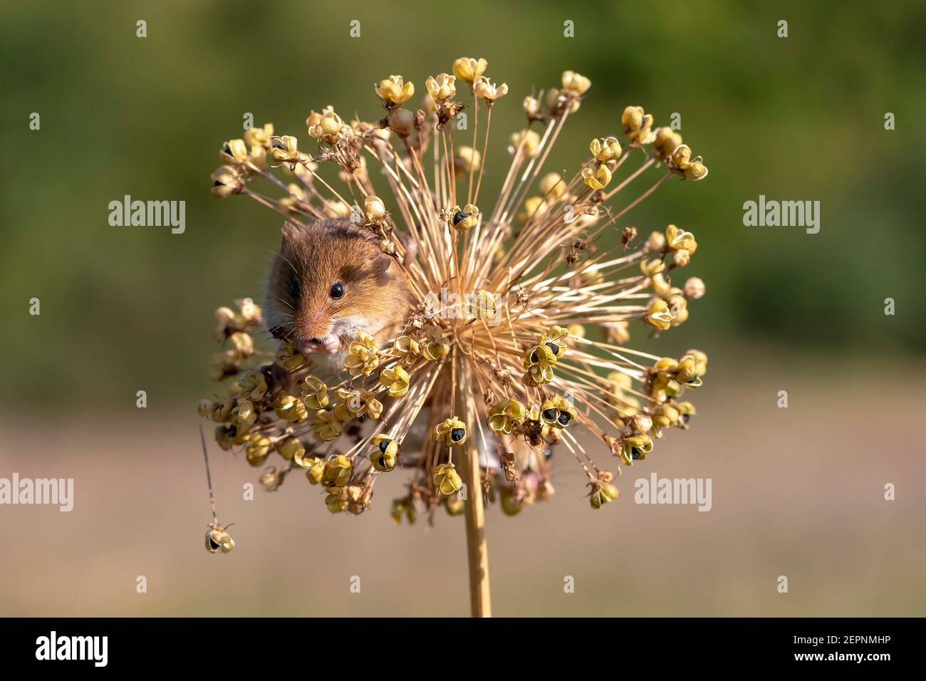 Harvest mouse (Micromys minutus) on an allium seed head, Holt, Dorset, UK Stock Photo