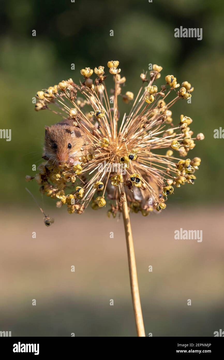 Harvest mouse (Micromys minutus) on an allium seed head, Holt, Dorset, UK Stock Photo