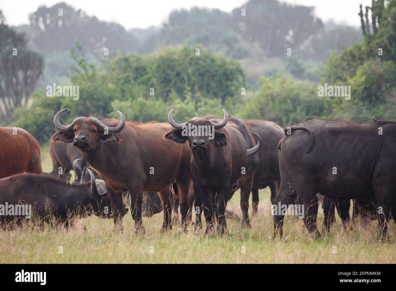 Central savannah buffalo, Queen Elizabeth national Park, Uganda, July 2016 Stock Photo