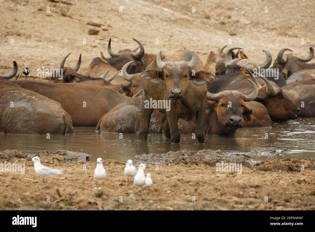 Central savannah buffalo, Queen Elizabeth national Park, Uganda, July 2016 Stock Photo
