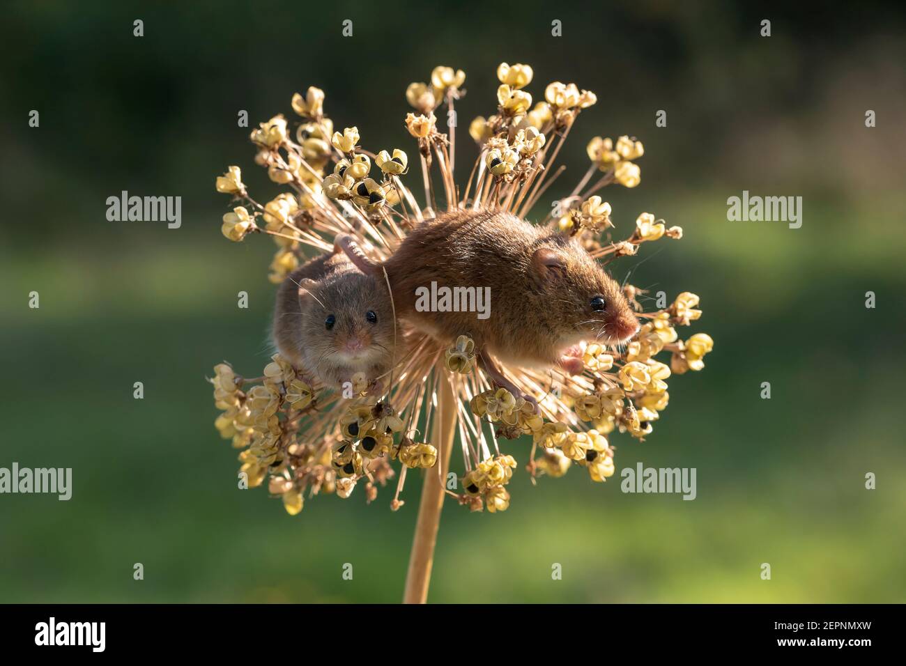 Harvest mice( Micromys minutus) on an allium seed head, Holt, Dorset, UK Stock Photo