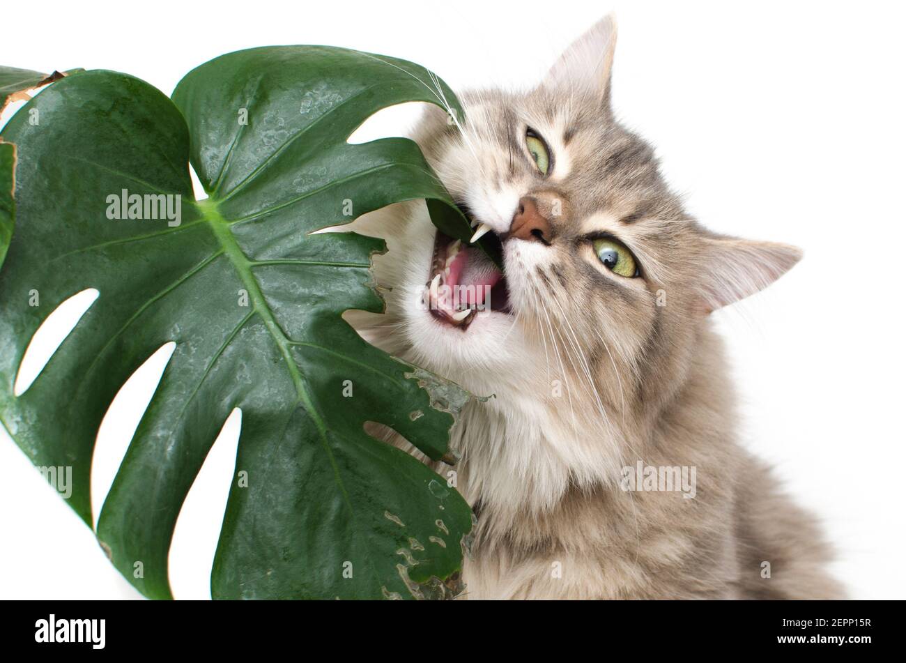 cat eats green leaf plant Stock Photo - Alamy