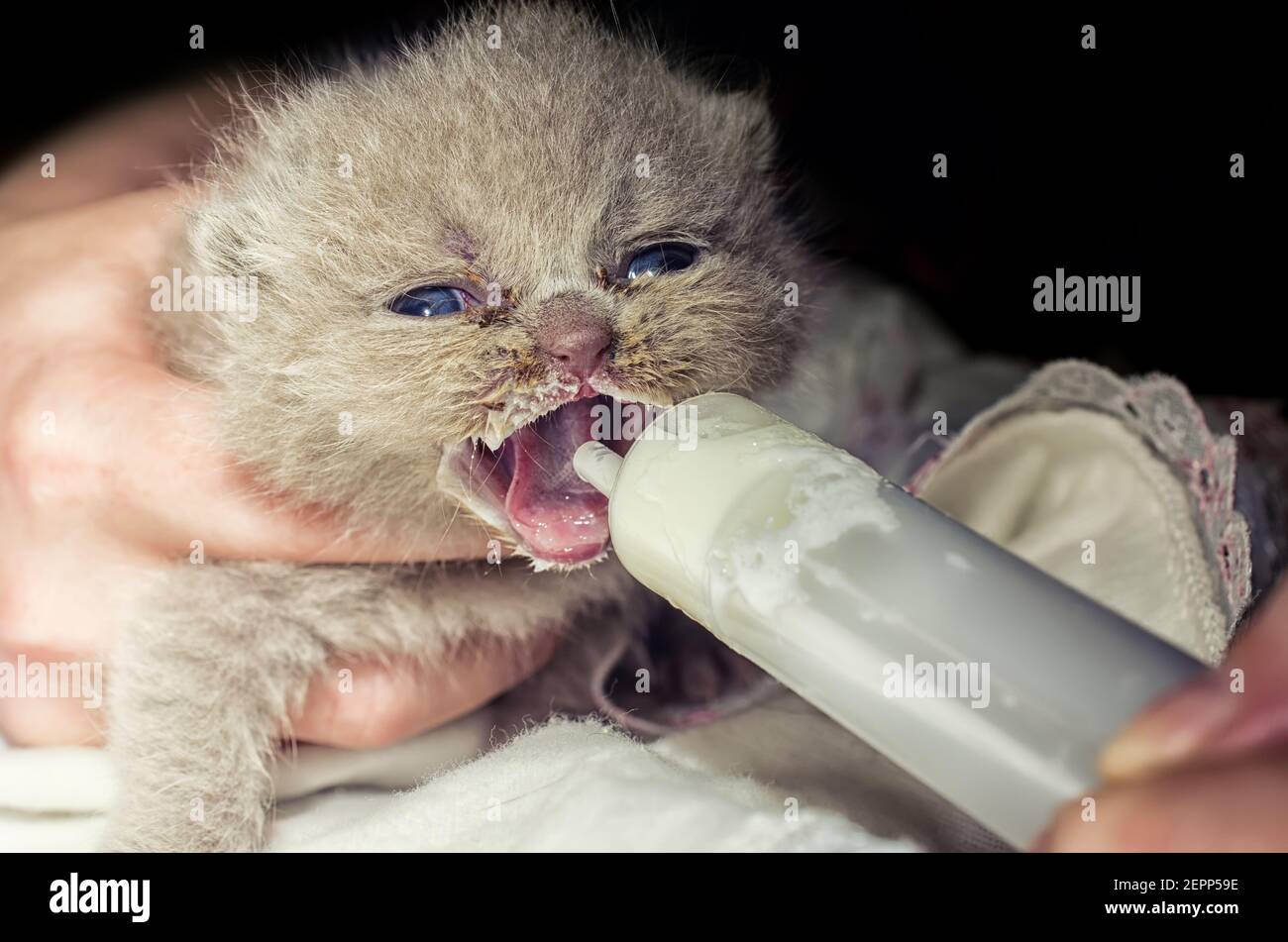 feeding nipple kitten Stock Photo Alamy