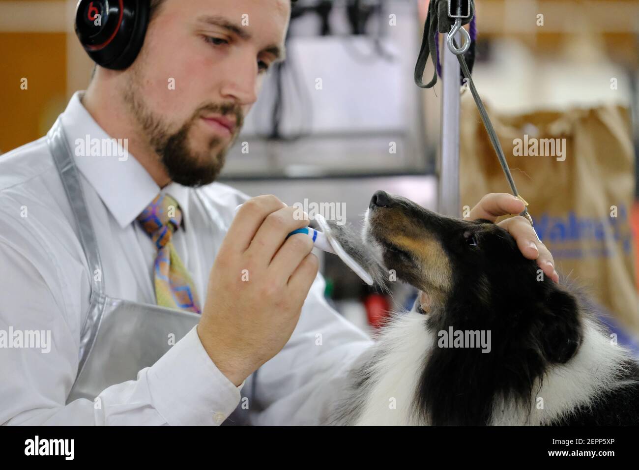 A man grooms his dog at the Rose City Classic Dog Show in Portland, Ore