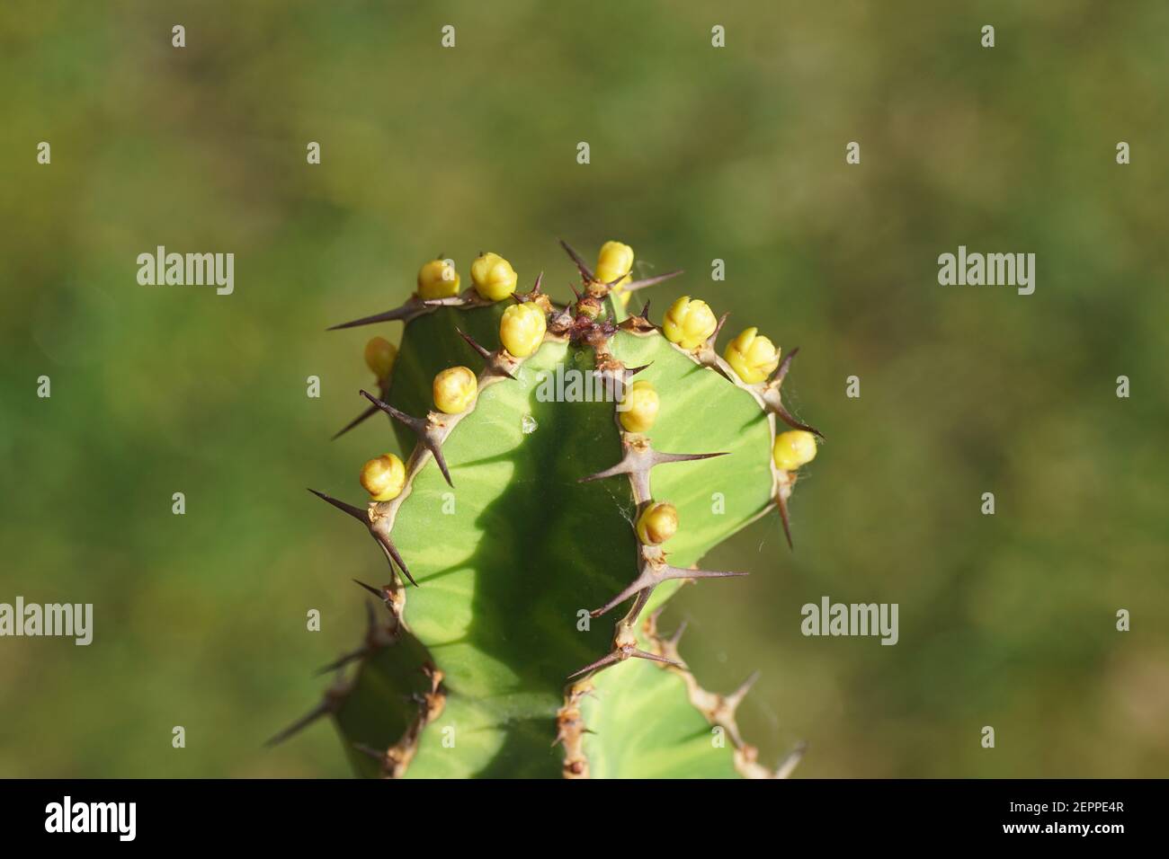 Flowering Candelabra Spurge (Euphorbia pseudocactus) with a faded green