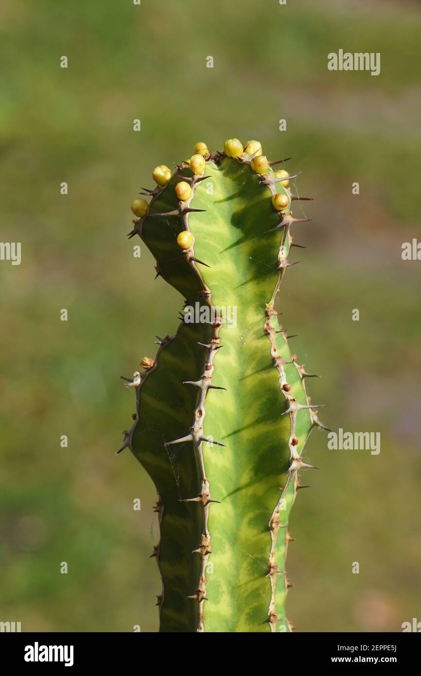 Flowering Candelabra Spurge (Euphorbia pseudocactus) with a faded green