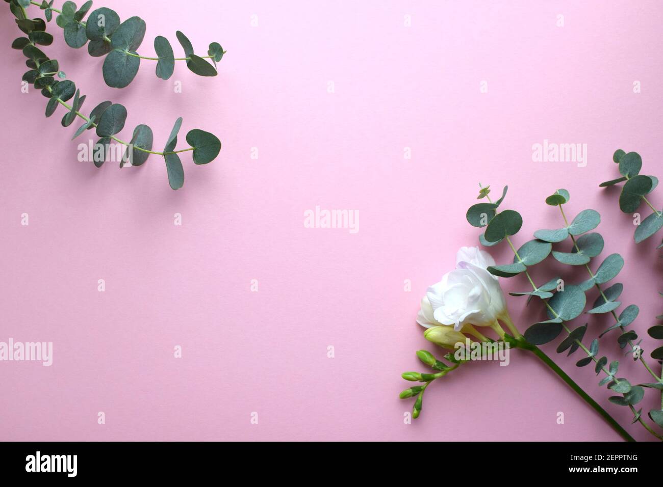 Floral background. Beautiful freesia flower and eucalyptus branches on a pink background. Minimalism. Flat lay, top view. Place for text. Stock Photo