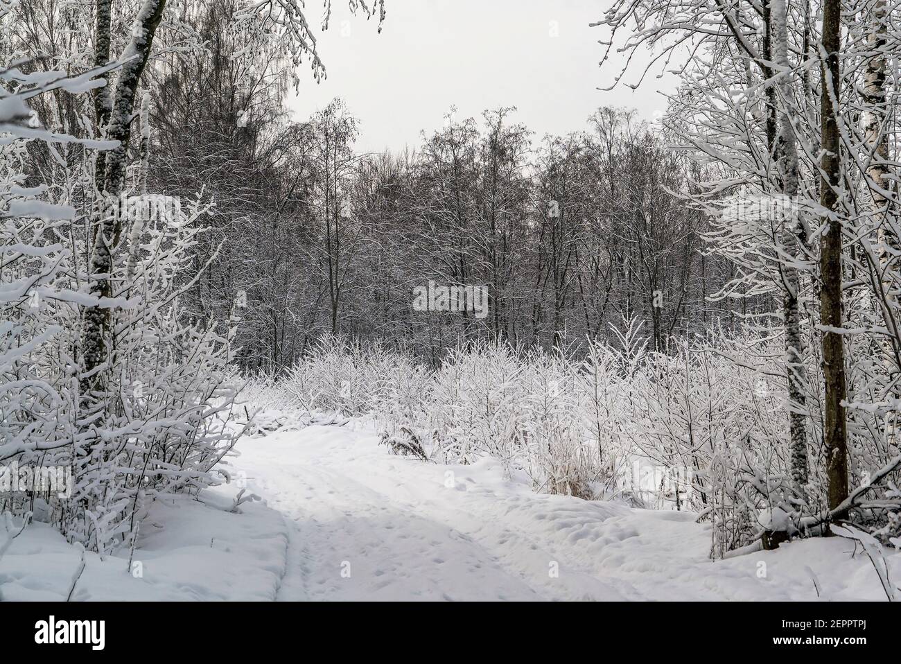 Trees in the snow on a forest road . Winter landscape. Leningrad region ...