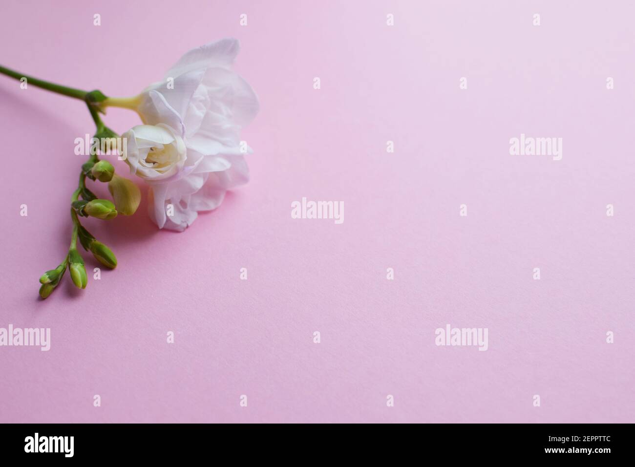 Floral background. Beautiful white freesia flowers and buds on a pink background. Minimalism. Flat lay, top view. Place for text. Stock Photo