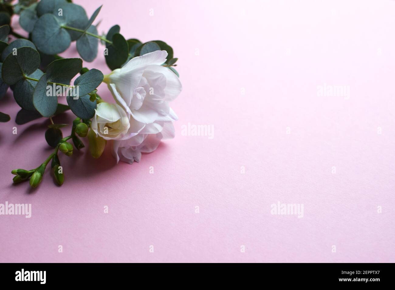 Floral background. Beautiful freesia flower and eucalyptus branches on a pink background.  Place for text. Stock Photo