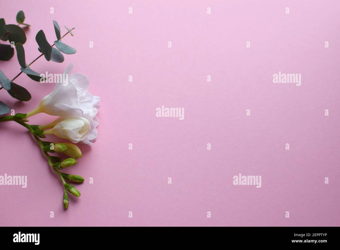 Floral background. Beautiful freesia flower and eucalyptus branches on a pink background. Minimalism. Flat lay, top view. Place for text. Stock Photo