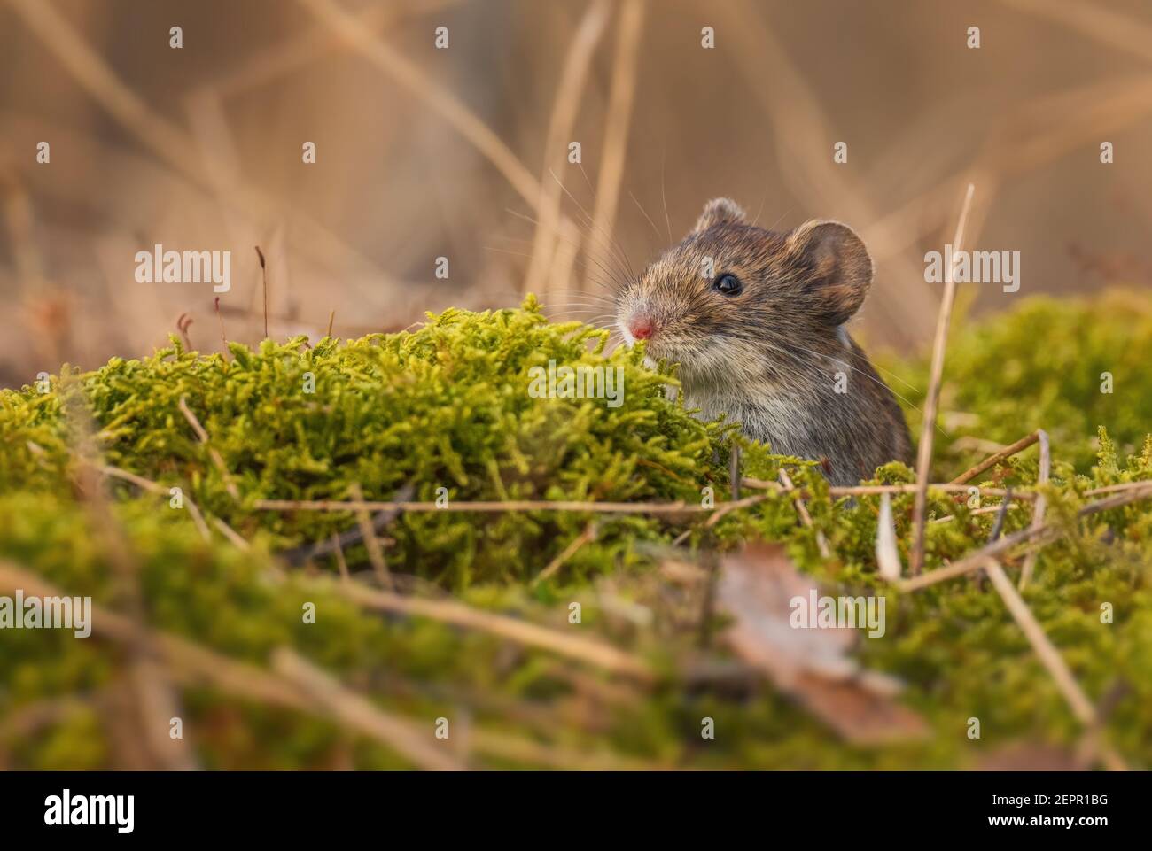 Common Vole - Microtus arvalis, common small rodent from European meadows, grasslands and fields, Zlin, Czech Republic. Stock Photo