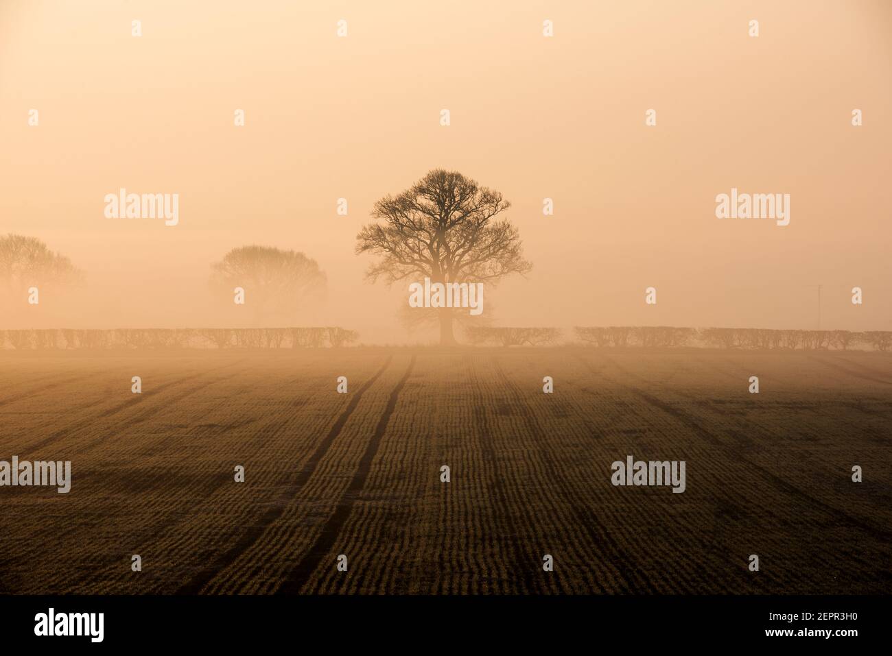 Bingham, Nottinghamshire, UK. 28th Feb 2021. A tree emerges from a layer of fog as the sun rises over Bingham, Nottinghamshire. Neil Squires/Alamy Live News Stock Photo