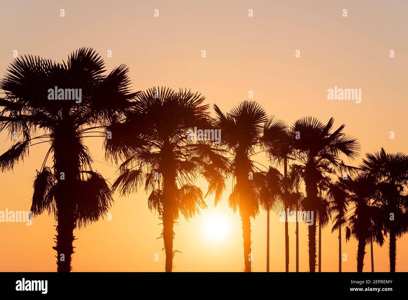 Low sun setting behind palm trees in Southend on Sea, Essex, UK. Dusk, evening colourful sunset with silhouette palm tree Stock Photo