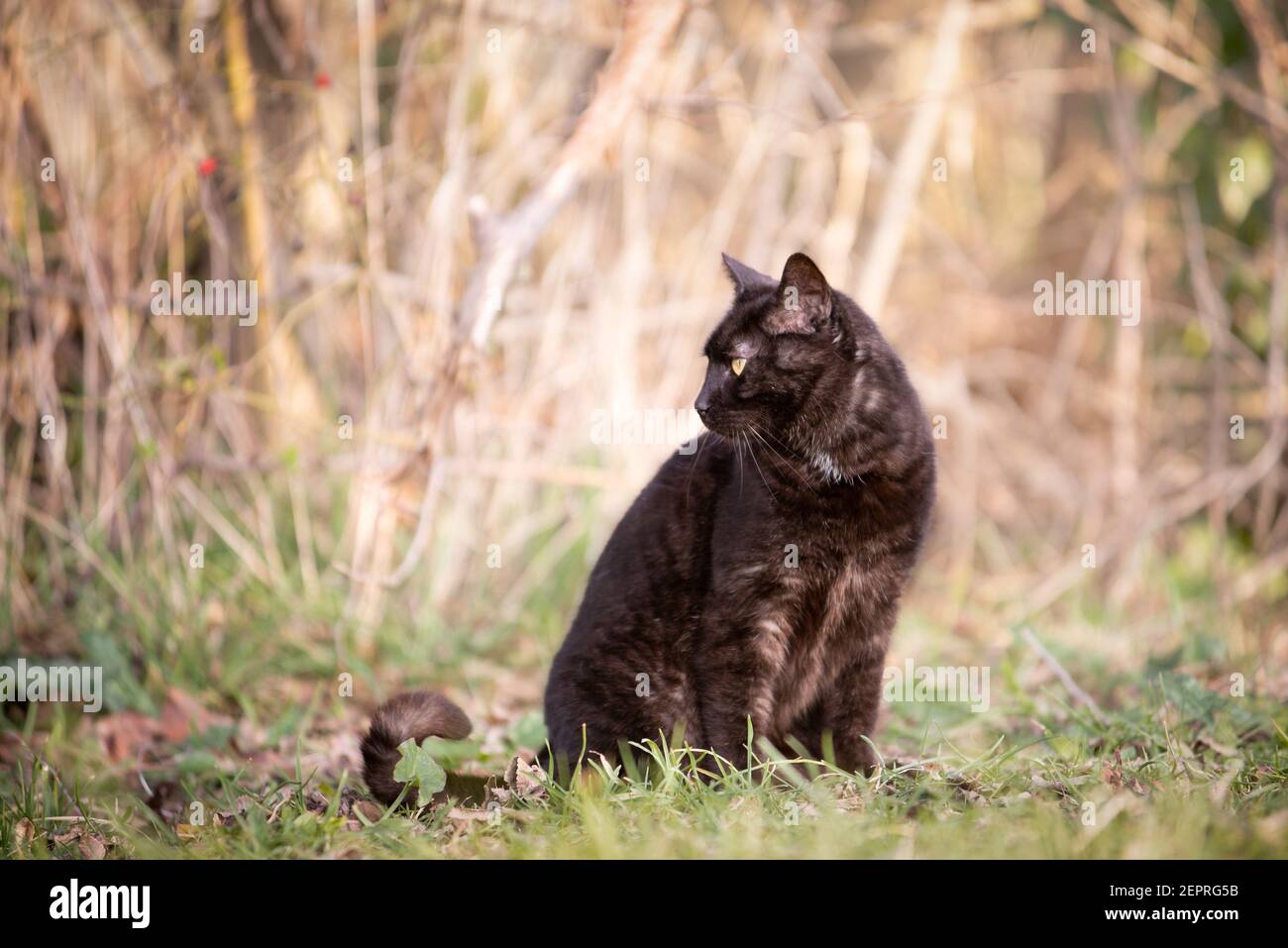 domestic black cat sitting outdoor Stock Photo