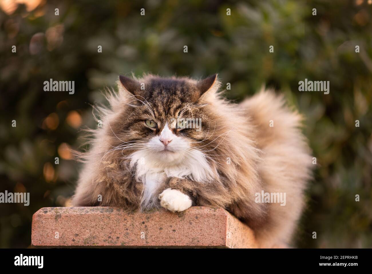 beautiful fluffy cat with very long whiskers and eyebrows looking at the camera Stock Photo