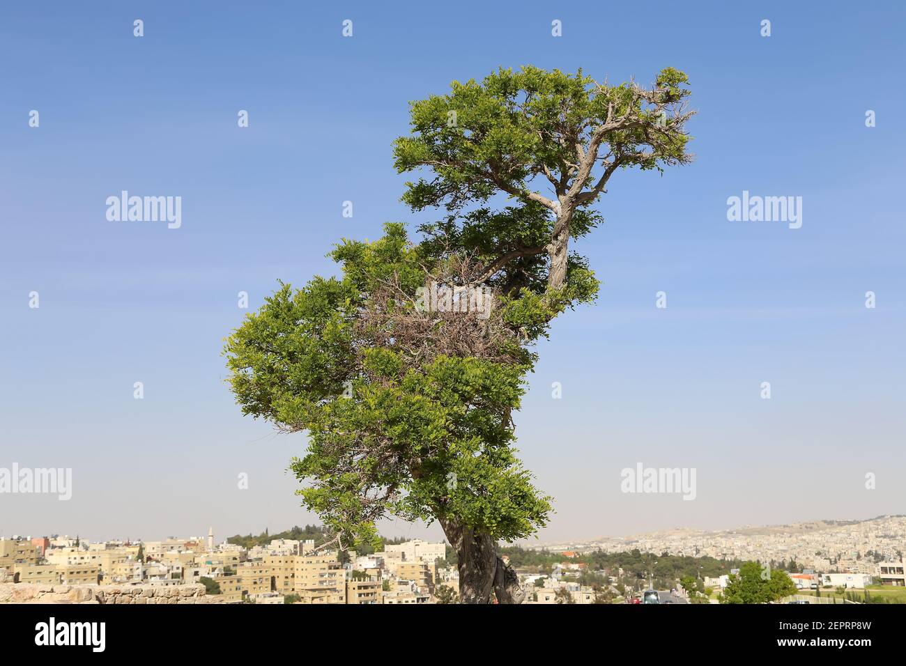 view of Amman's skyline, Jordan Stock Photo - Alamy