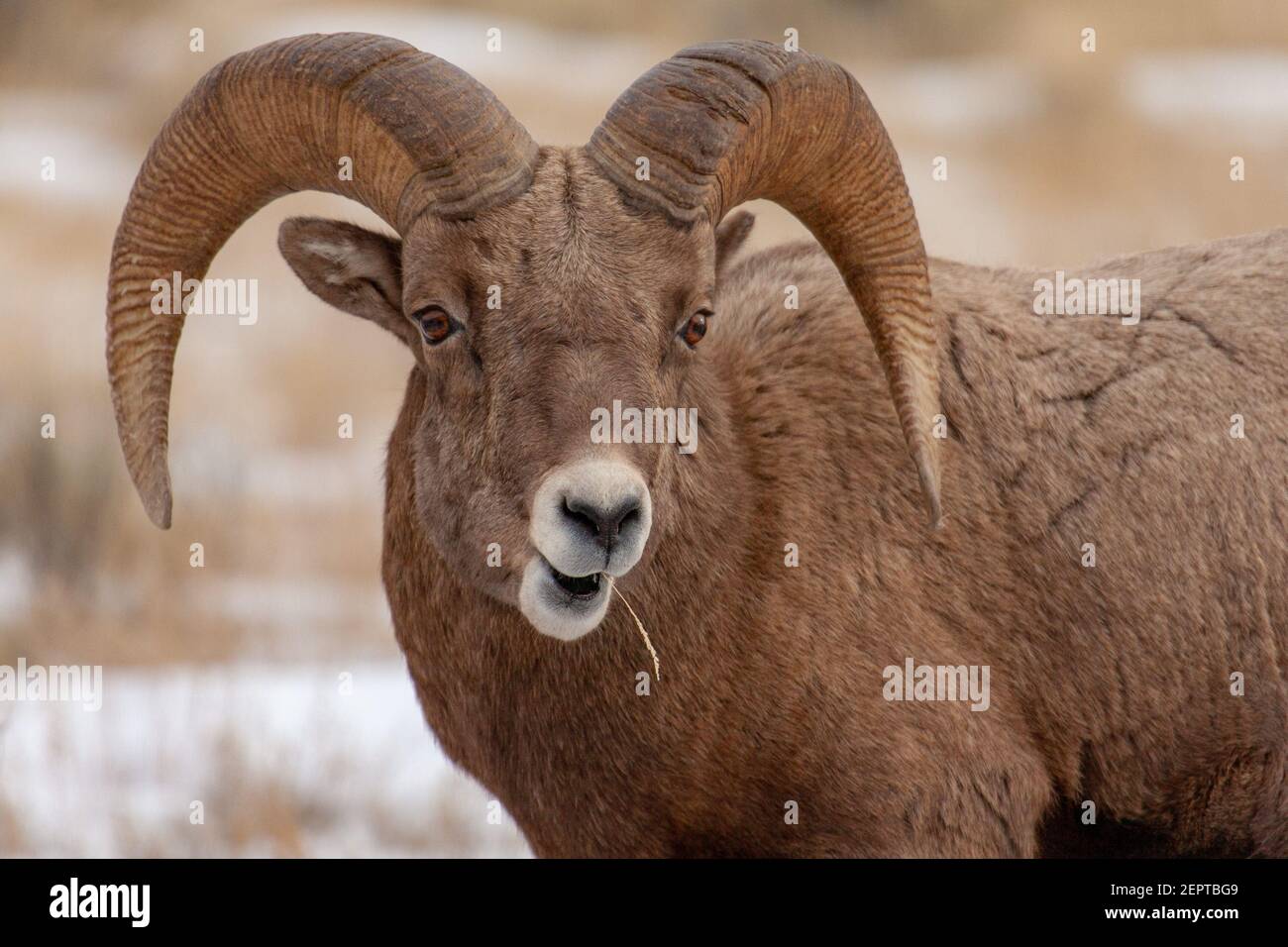 Shucks hi-res stock photography and images - Alamy