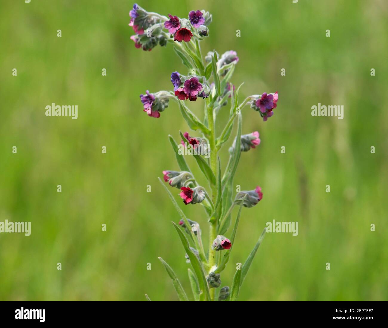 Hound's tongue blooming plant, Cynoglossum officinale Stock Photo