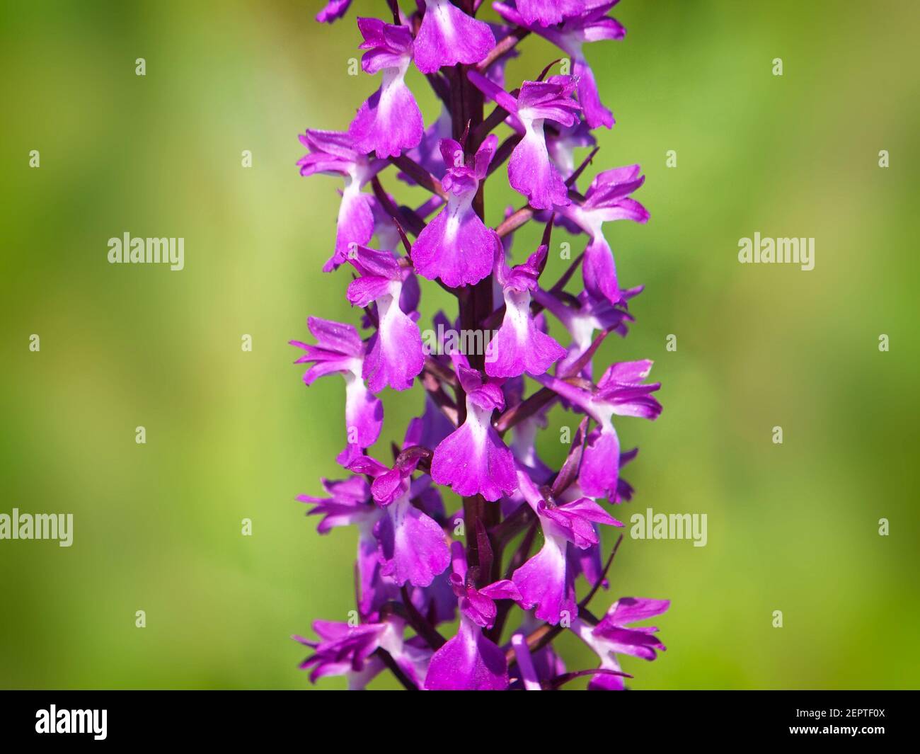 Elegant marsh orchid, Orchis palustris ssp. Elegans Stock Photo