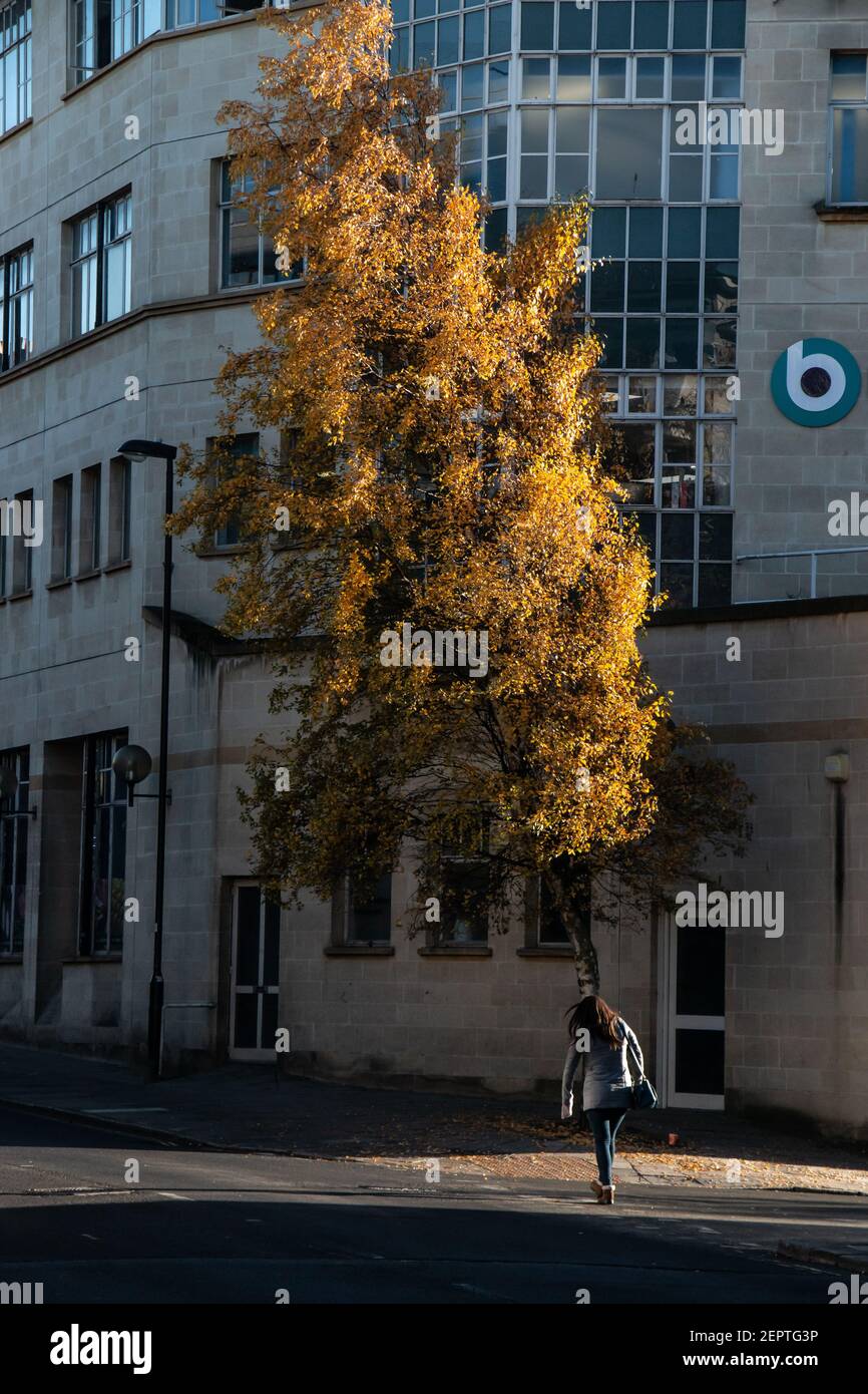 A silver birch tree in autumn color set in a city pavement, woman pedestrian walking by Stock Photo
