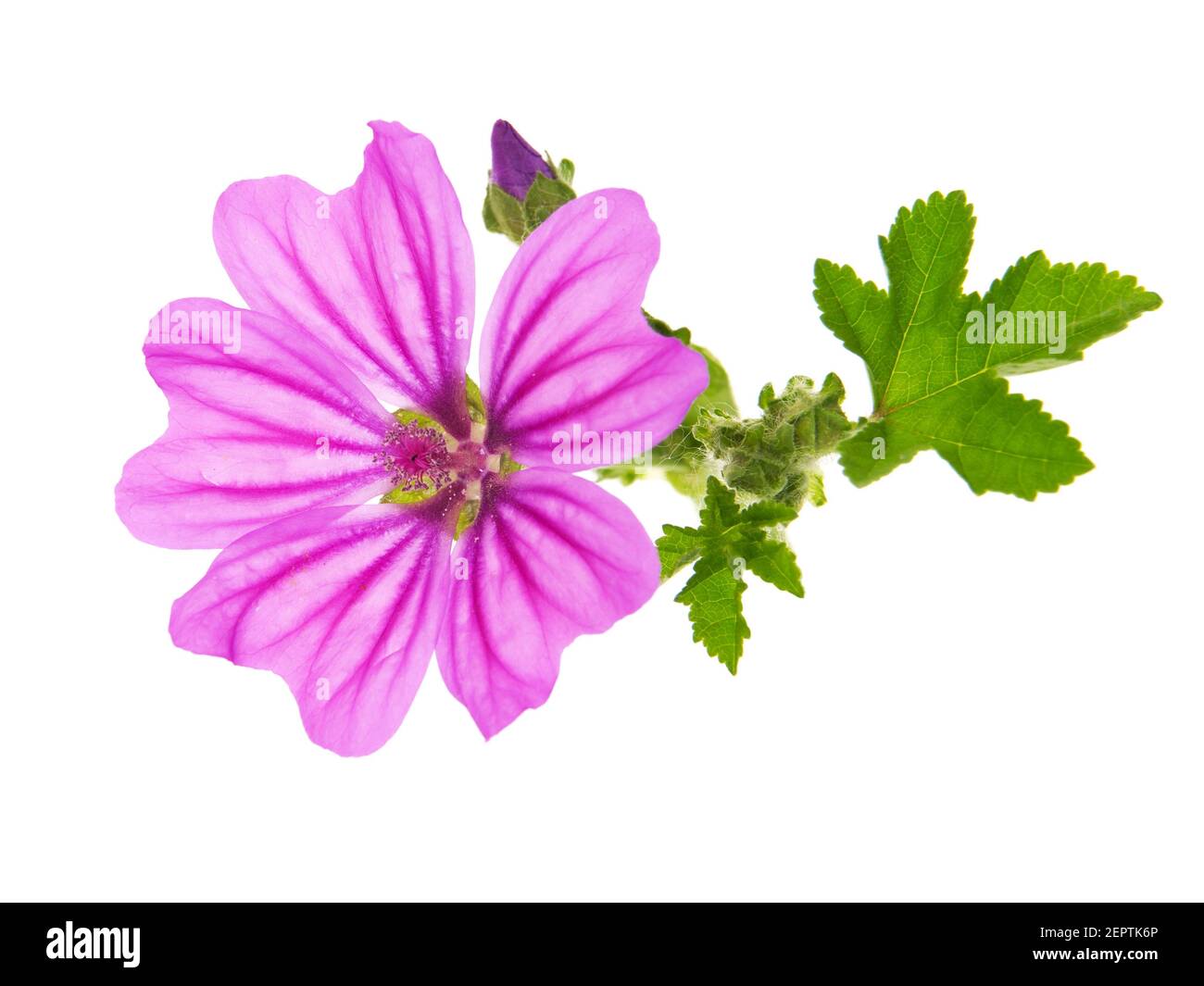 Pink flower of Mallow and green leaves isolated on white background ...
