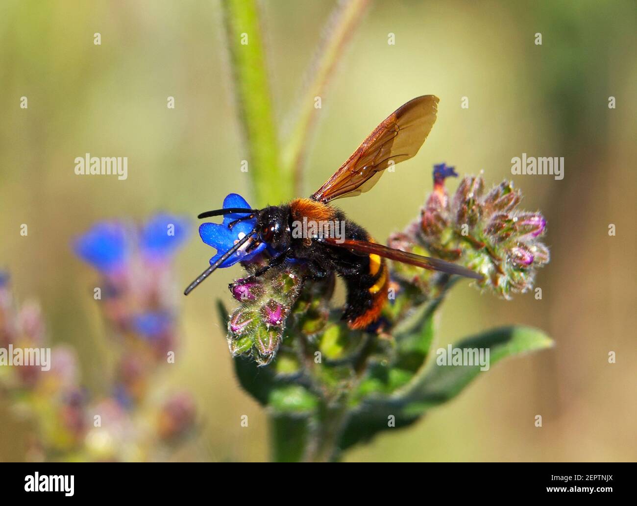Blue flowers of the common bugloss or alkanet, Anchusa officinalis, and mammoth wasp on it, Megascolia maculate Stock Photo