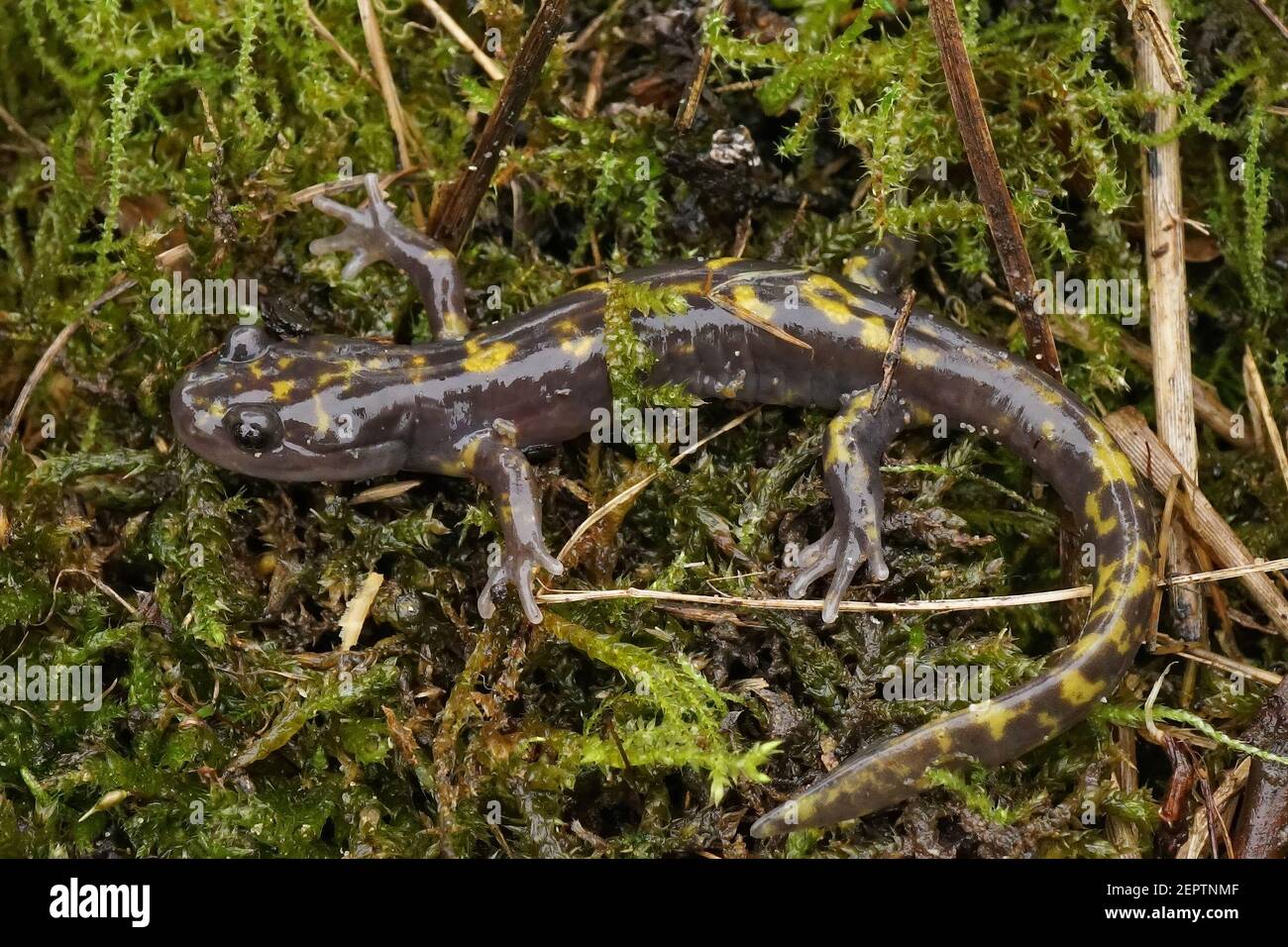 The near threatened Persian brook mountain salamander, Paradactylodon persicus Stock Photo