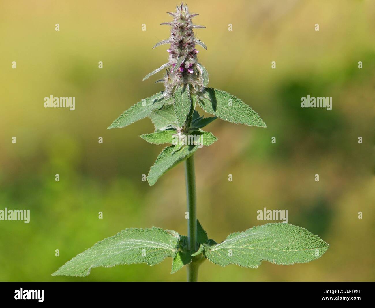 Downy woundwort blooming plant, Stachys germanica Stock Photo