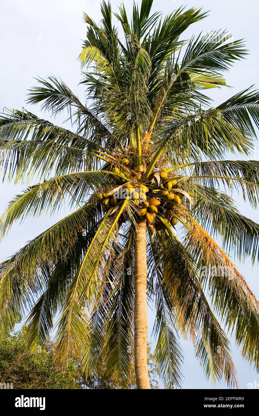 A beautiful tall coconut tree with many fruits. The nature of Thailand. Stock Photo
