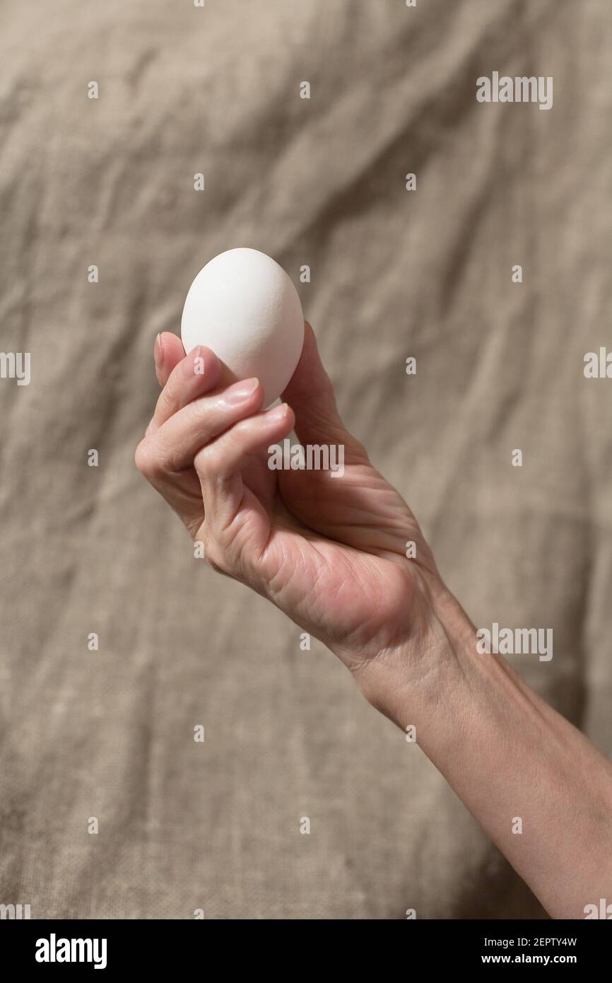 Senile hand holds a white chicken egg. Close-up. Stock Photo