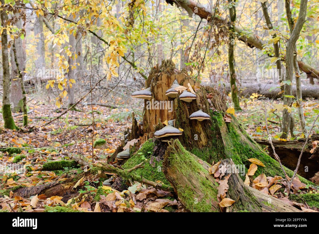 Party declined broken spruce tree stump with some polypore fungi, Bialowieza Forest, Poland, Europe Stock Photo