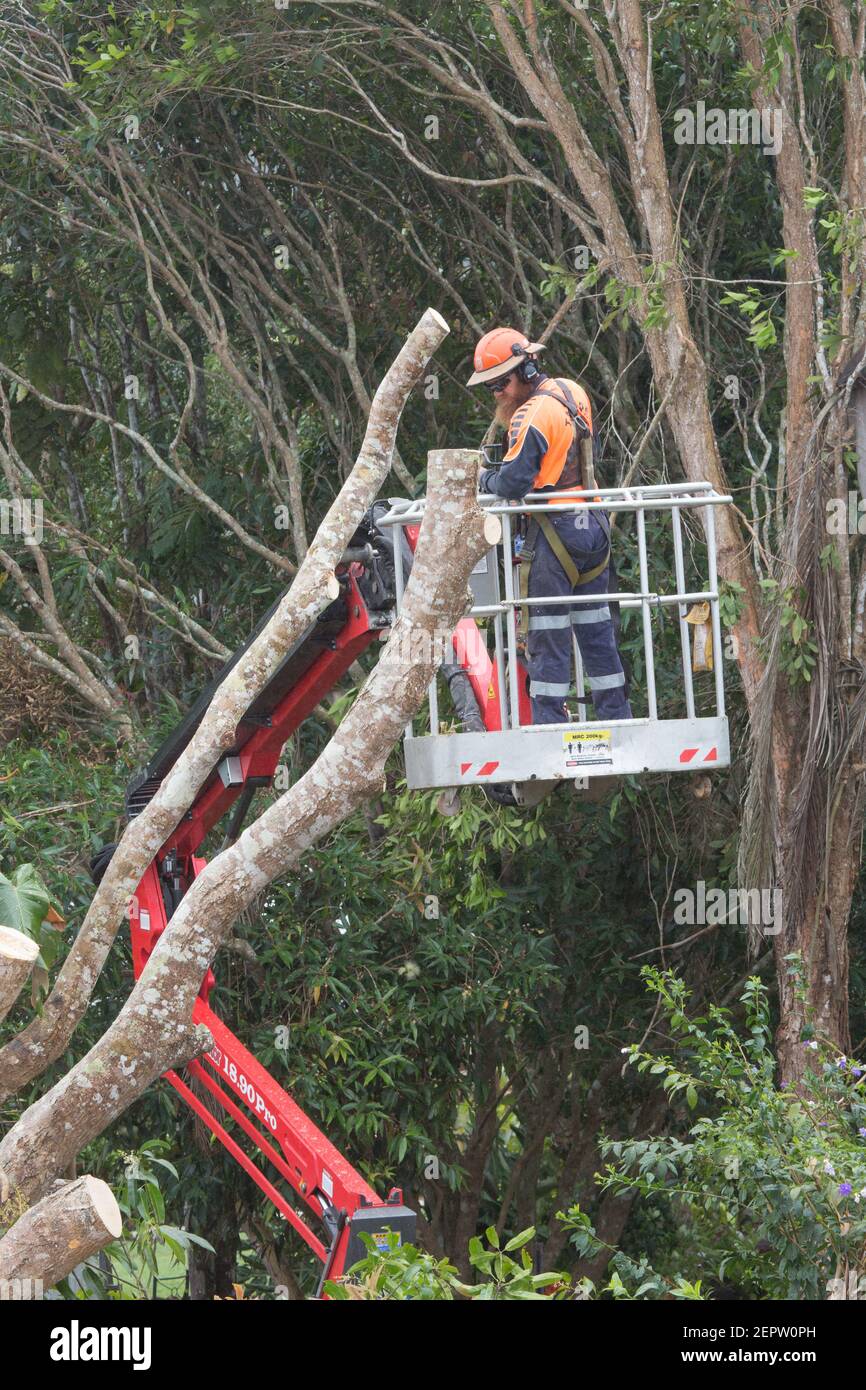Tree pruning using a mechanical lift as arborist platform Stock Photo