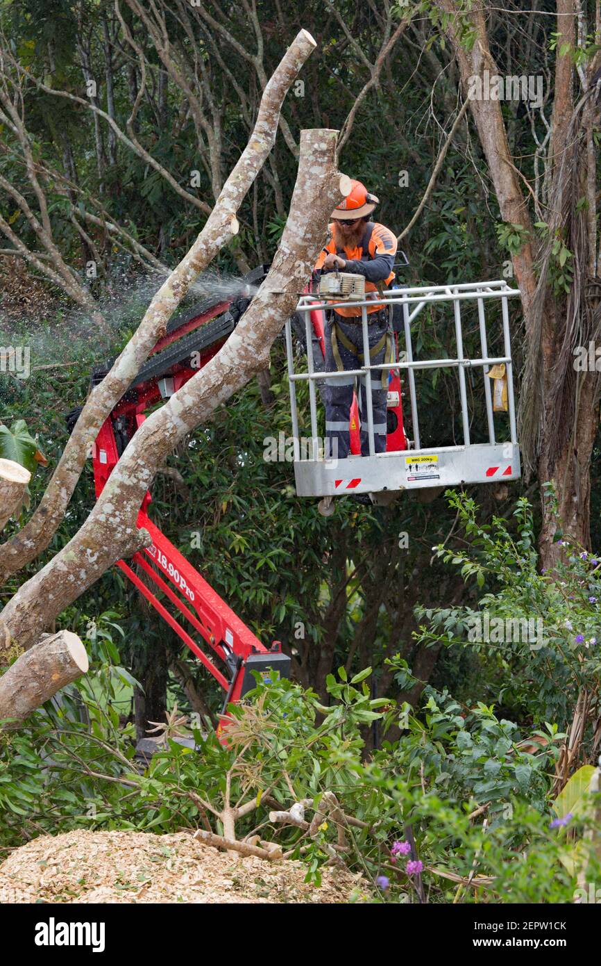 Tree pruning using a mechanical lift as arborist platform Stock Photo
